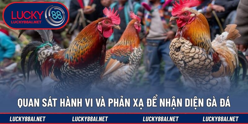 Cách nhận diện gà đá hay qua phản xạ và hành vi 
