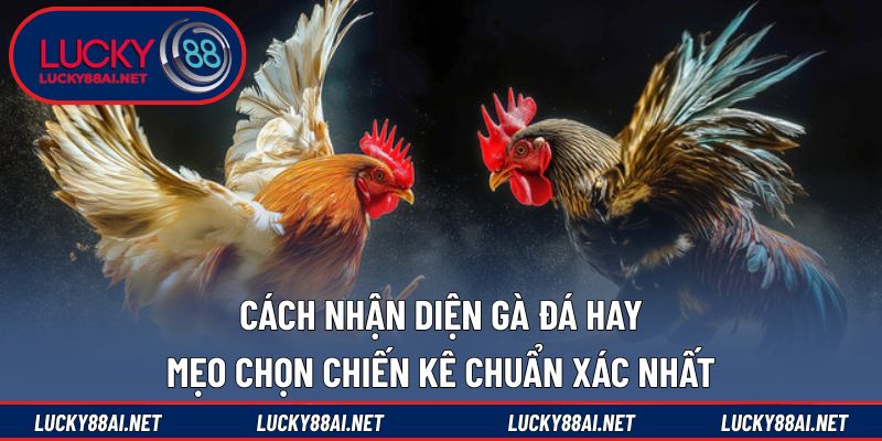 Cách nhận diện gà đá hay