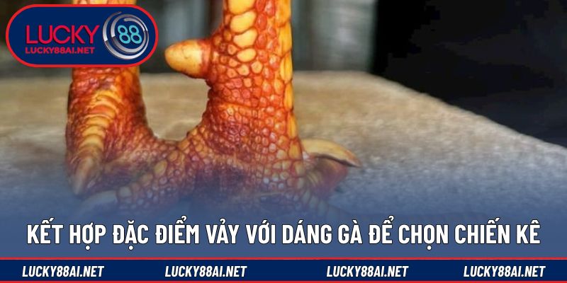 Kết hợp hình thể giúp nhận diện vảy gà đá tốt