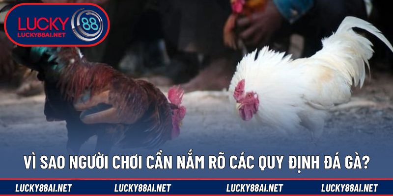 Lý do cần tìm hiểu quy định trước khi tham gia đá gà