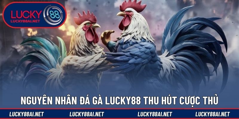 Nguyên nhân đá gà LUCKY88 thu hút cược thủ
