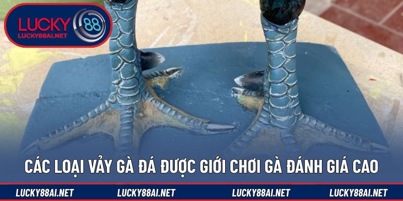 Những dạng vảy gà đá hay thường được lựa chọn