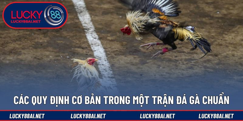 Những nguyên tắc nền tảng của quy định đá gà chính thức