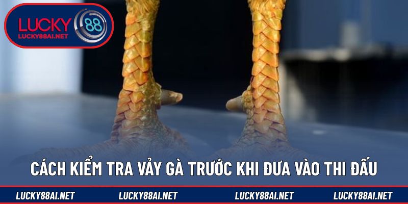 Phương pháp quan sát giúp nhận diện vảy gà đá tốt