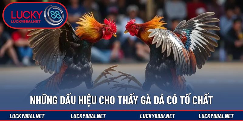 Quan sát hình thể để đánh giá tiềm năng thi đấu