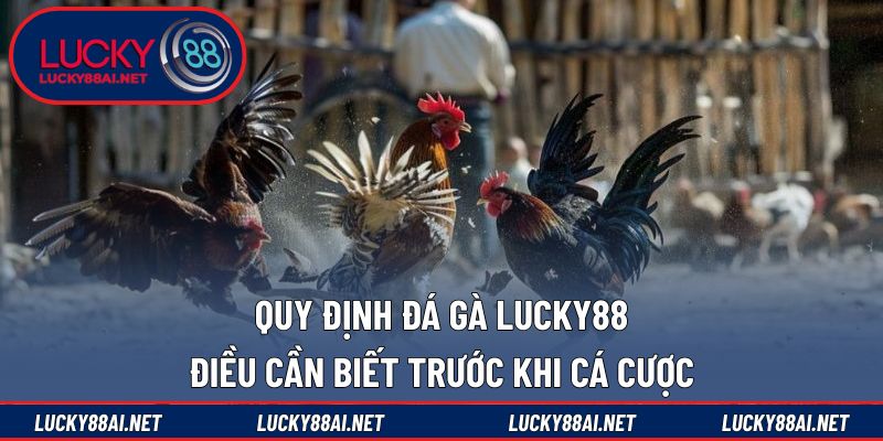 Quy định đá gà