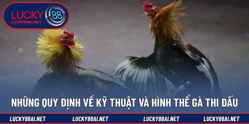 Tiêu chuẩn kỹ thuật bắt buộc trước khi tham gia đá gà
