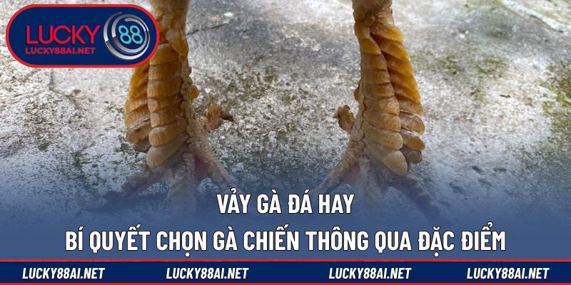 Vảy gà đá hay